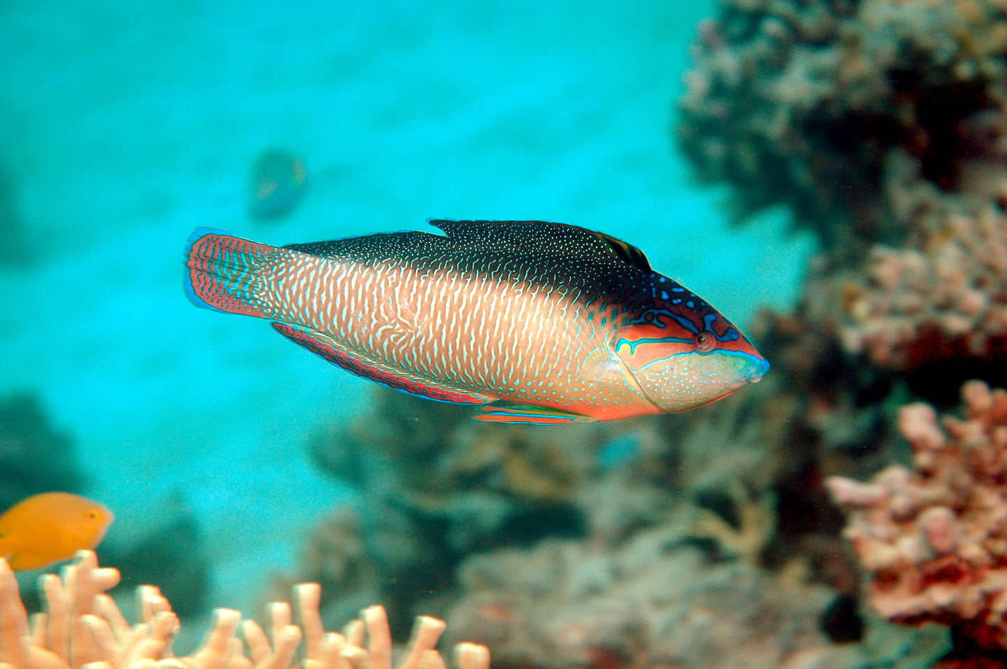 Pearl / China Wrasse