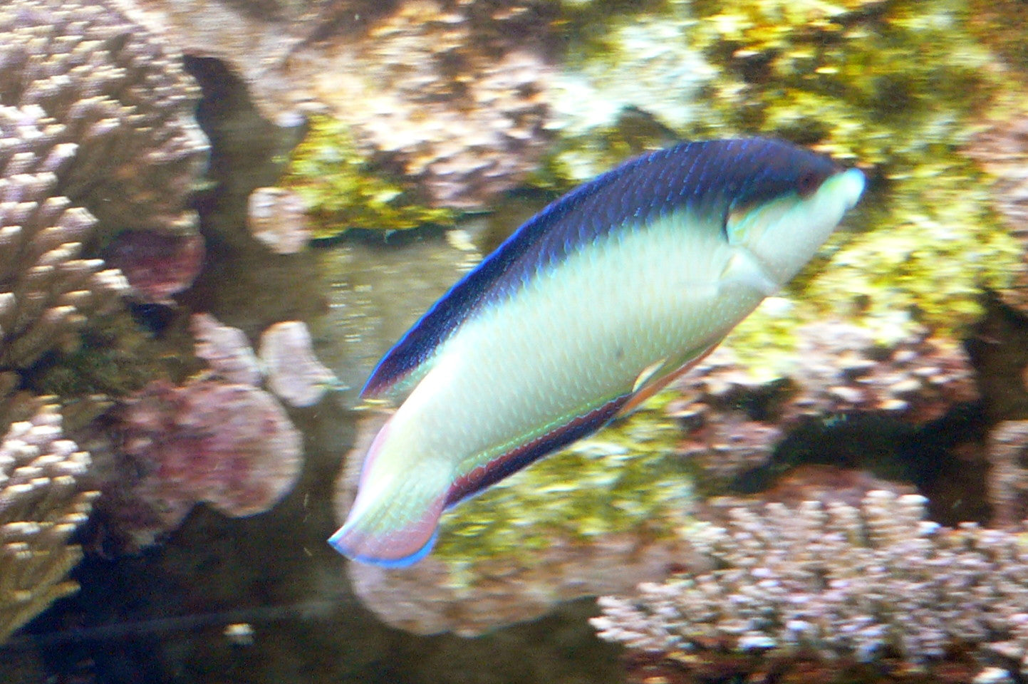 Pearl / China Wrasse