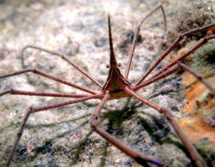 Live 6/4/26 Arrow Crab