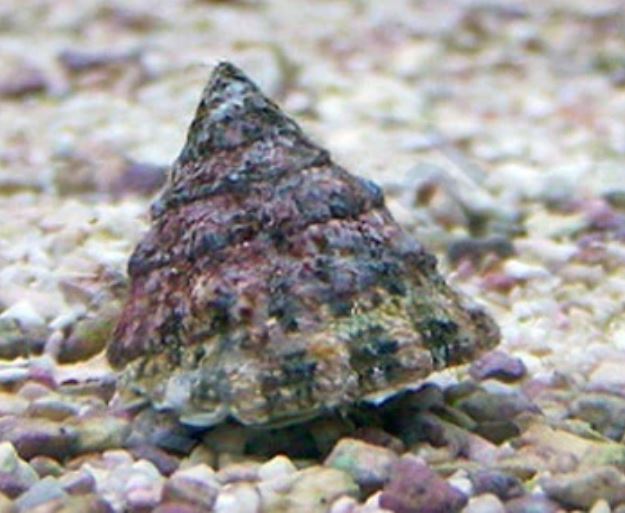 Live 6/4/26 Astrea Snail