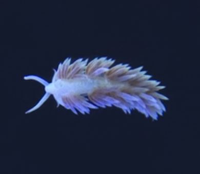 Berghia Nudibranch NO DISCOUNT