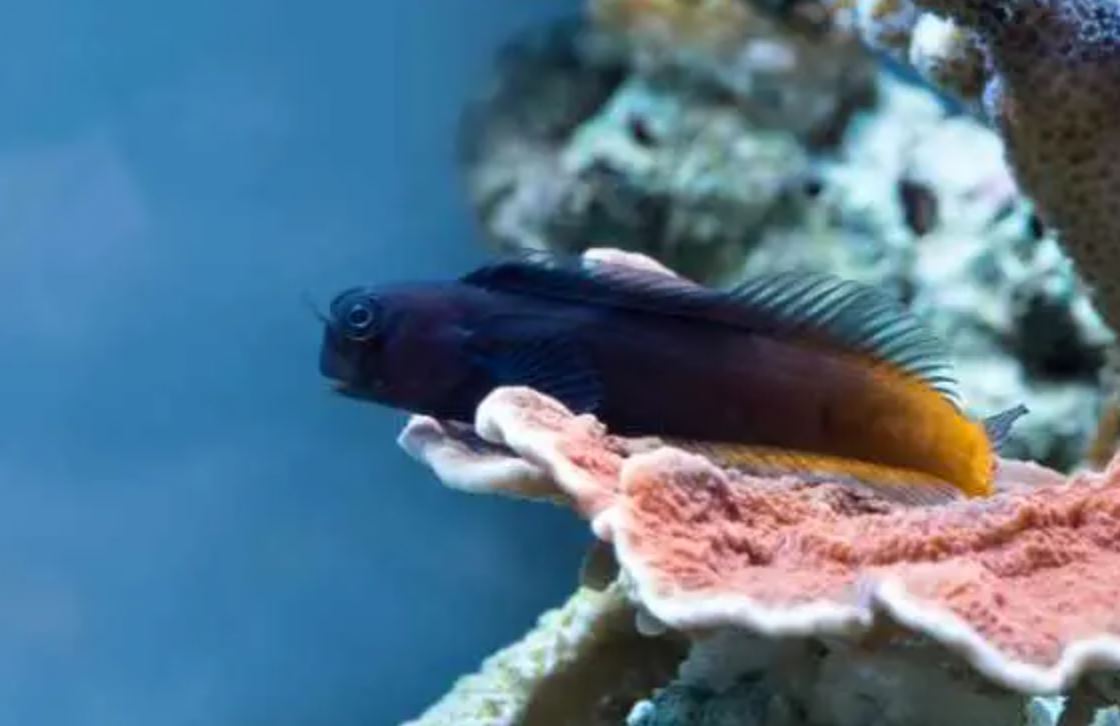 Live 6/4/26 Male Bicolor Blenny