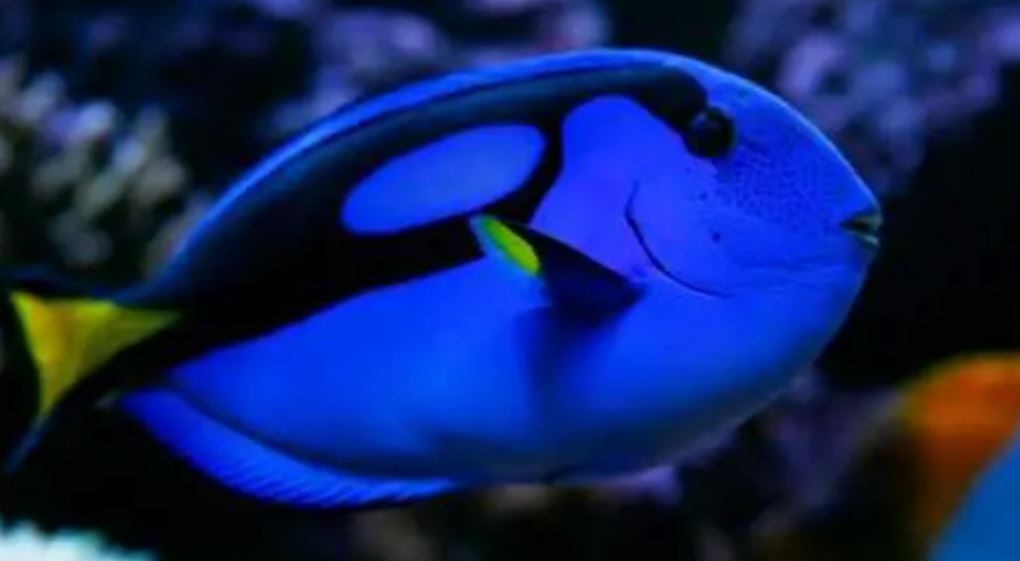 Live 6/4/26 Blue Hippo Tang