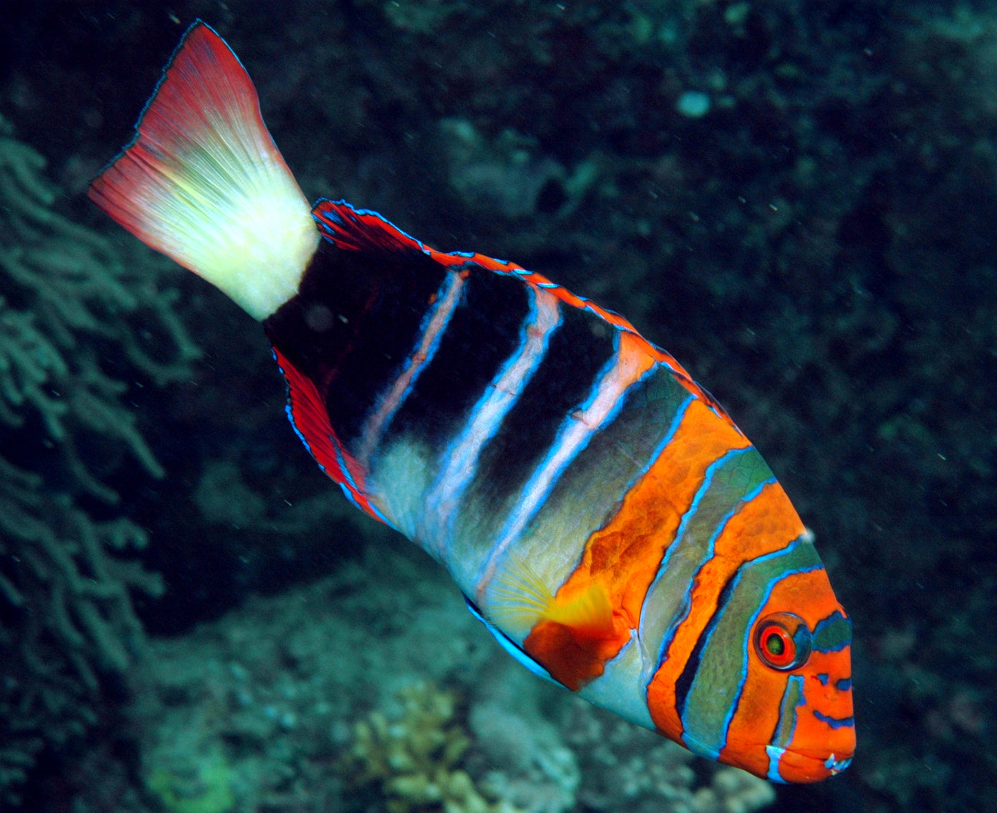 Harlequin Tusk Wrasse :: Eastern Asia