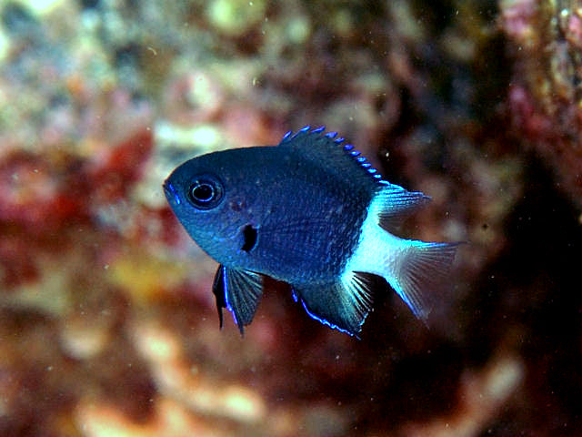Black & White Chromis Damsel MAC Certified