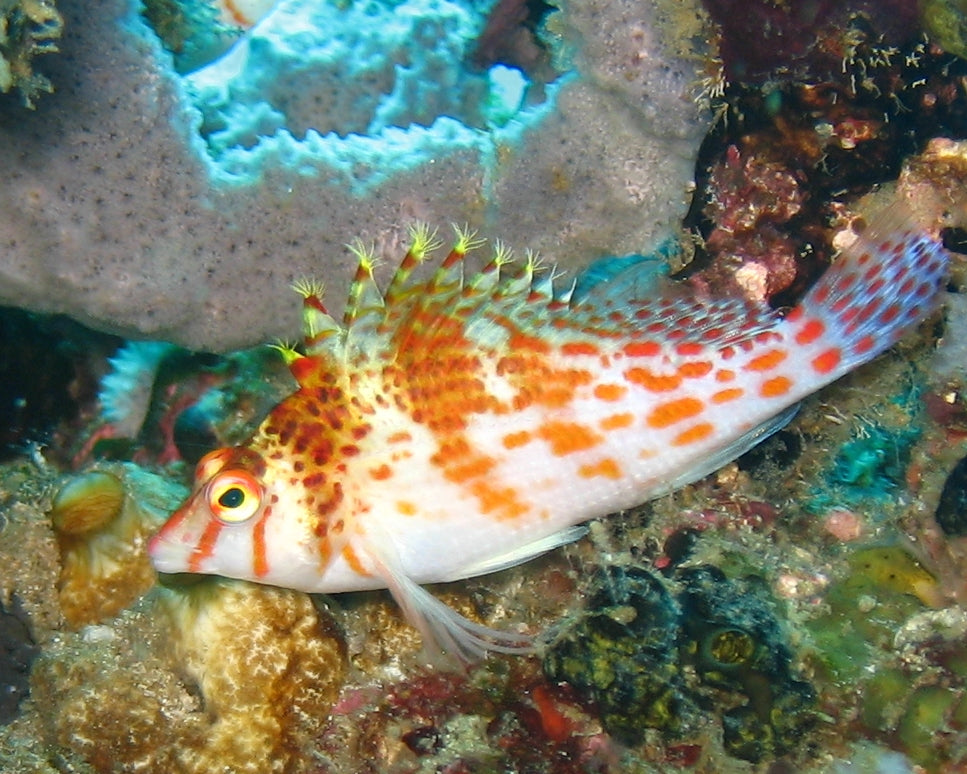 Falco Hawkfish
