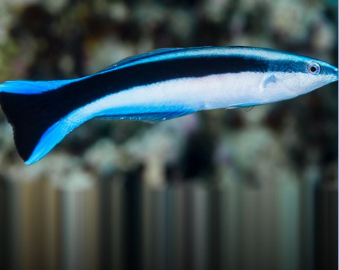 Live 6/4/26 Cleaner Common Wrasse