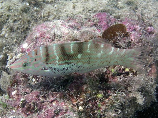 Batu Coris Wrasse