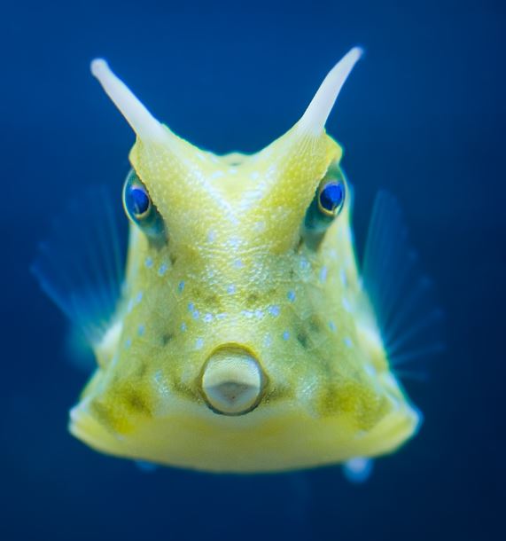 Longhorn Cowfish