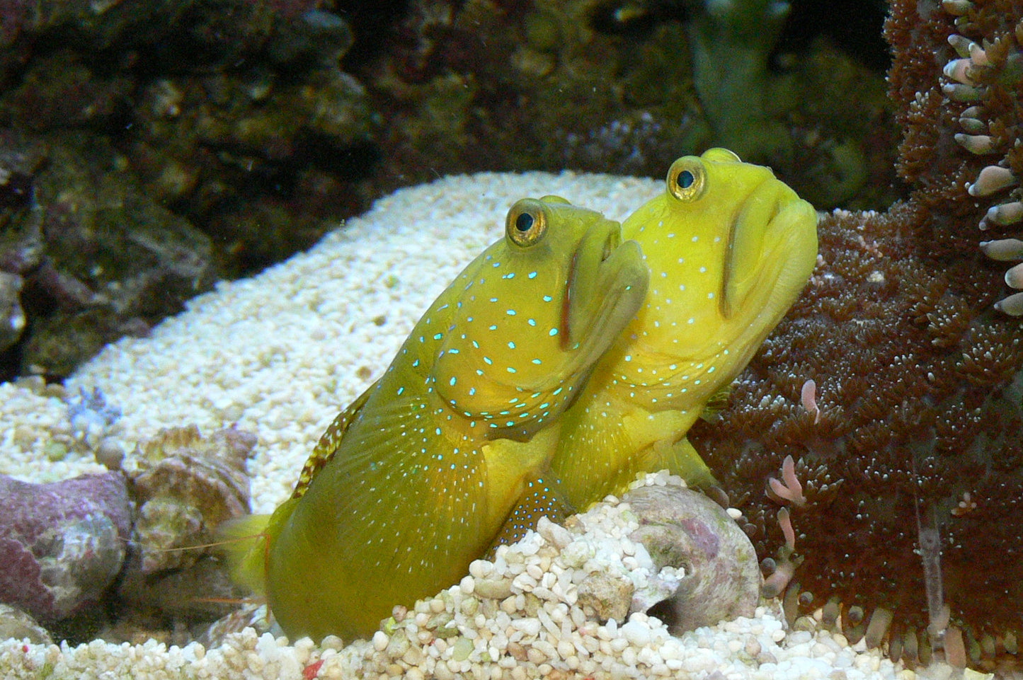 True Yellow Watchman Goby