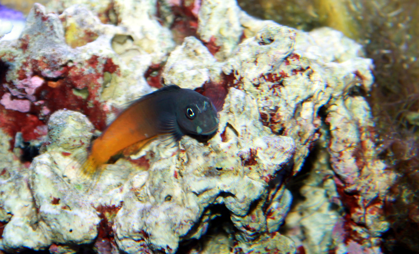 Bicolor Blenny :: Eastern Asia