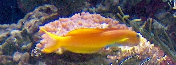 Midas Blenny :: Africa / Red Sea
