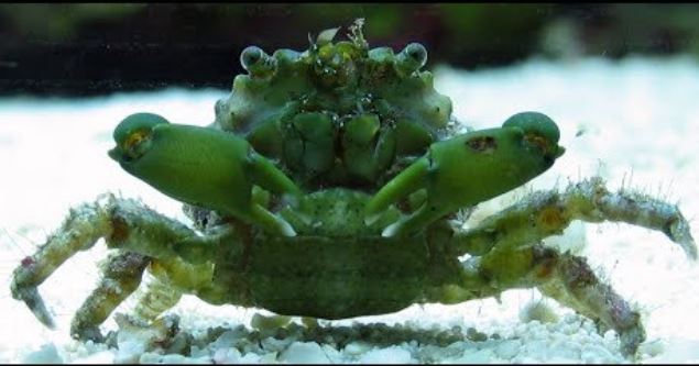 Live 6/4/26 Emerald Crab
