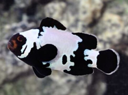 Snowflake Clownfish