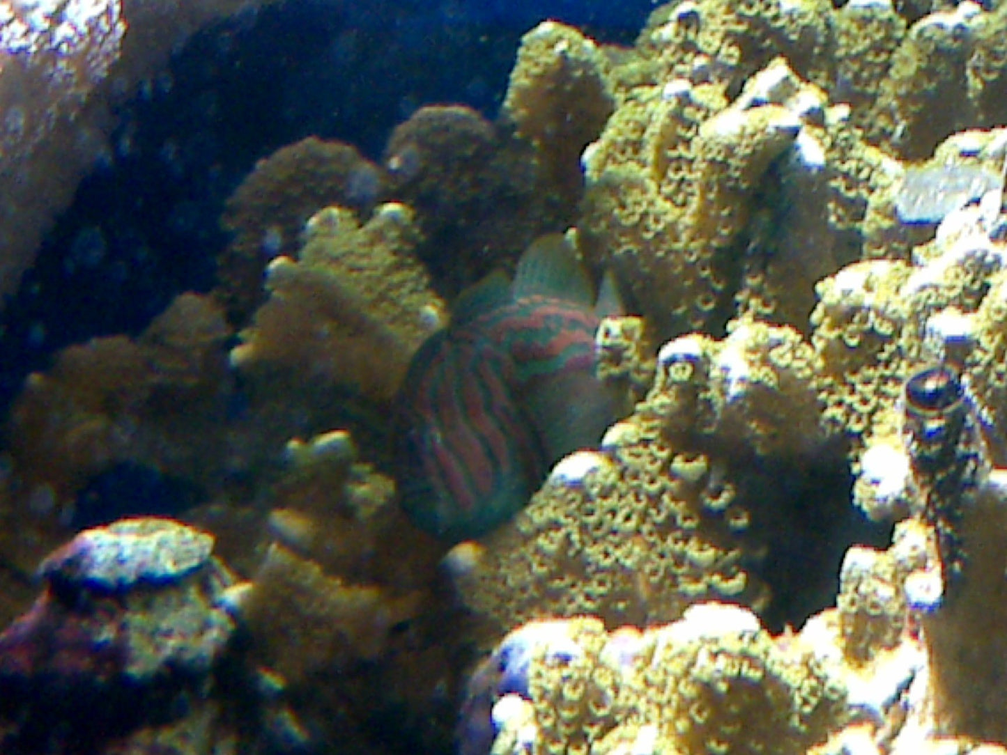 Broad-Barred Clown, Green Goby
