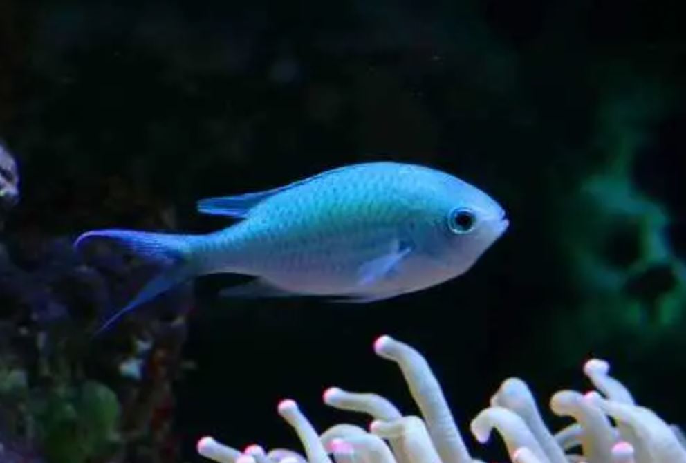 Live 6/4/26 Green Chromis Damsel