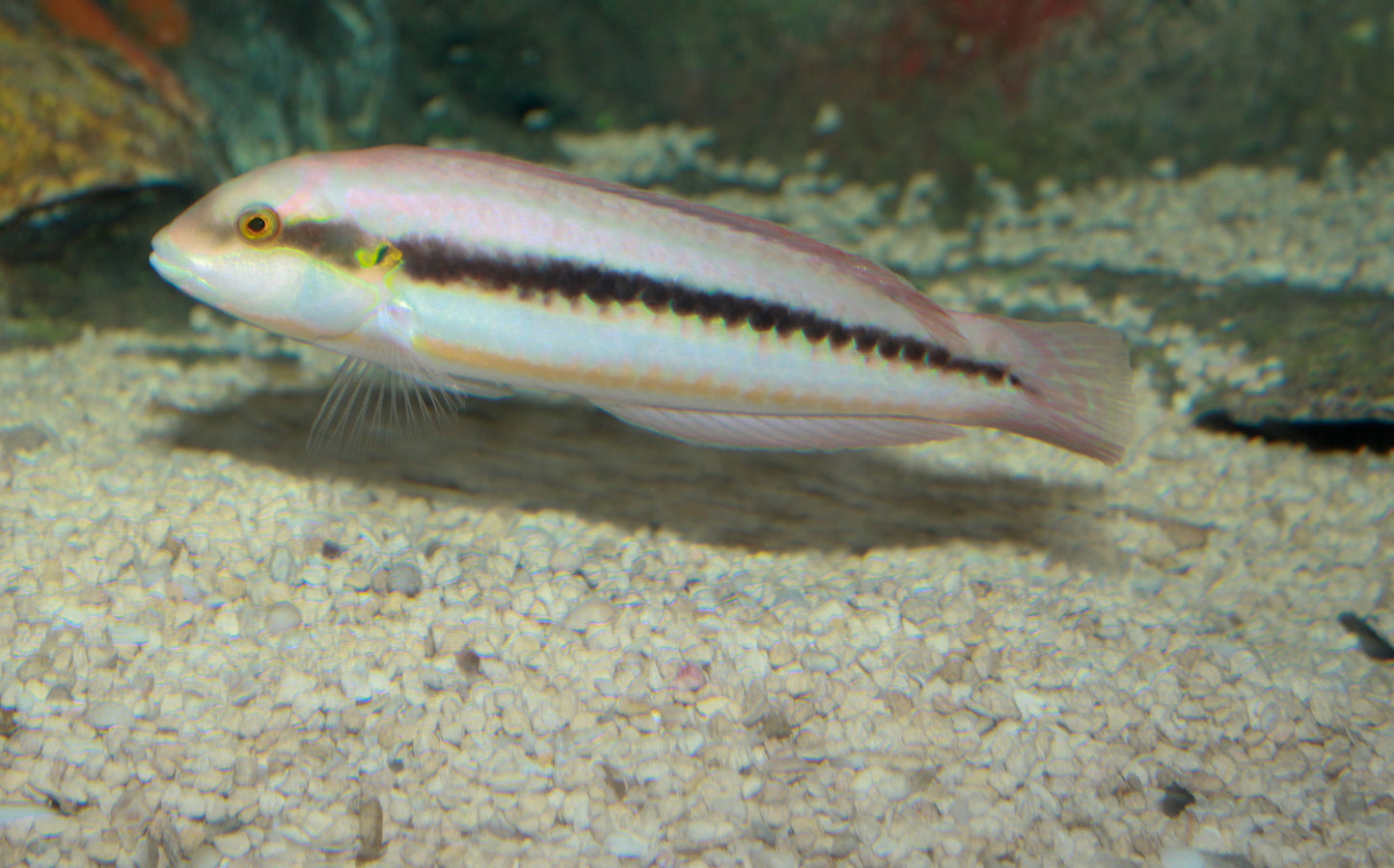 Slippery Dick Wrasse