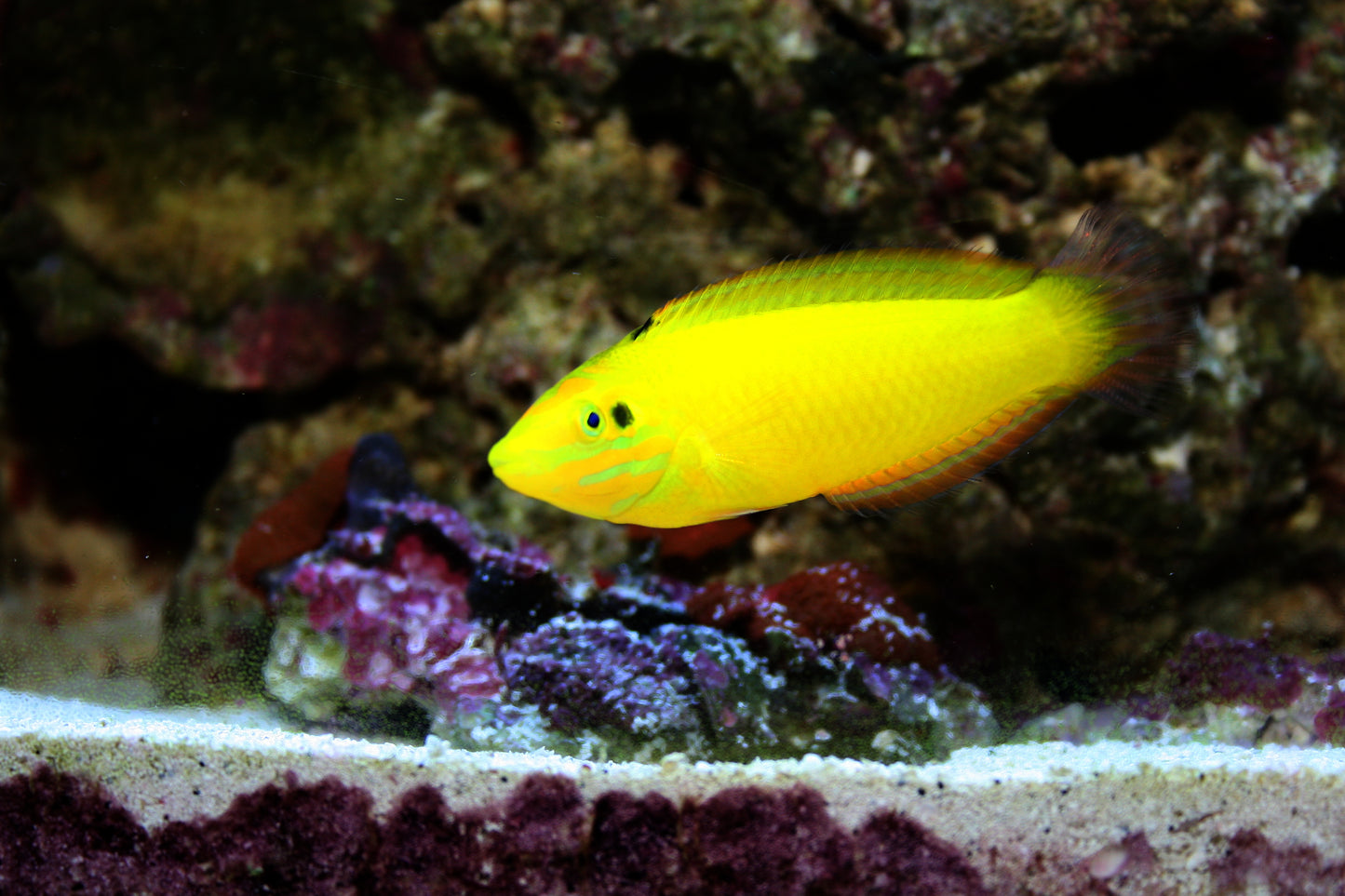 Yellow Chrysus Wrasse