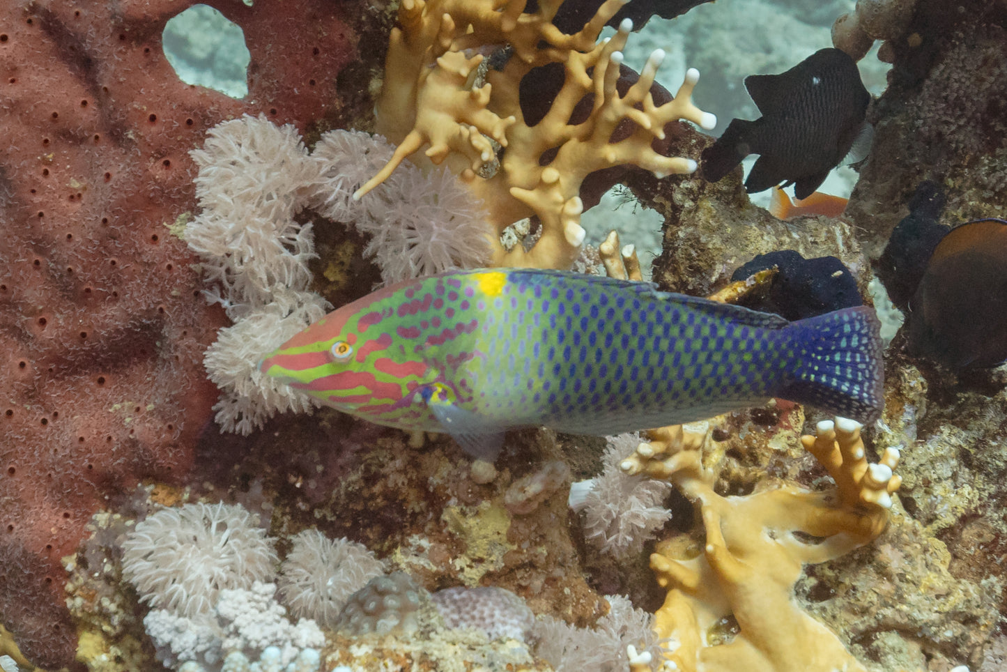 Marble Checkerboard Wrasse :: Eastern Asia