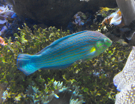 Pinstriped Male Melanurus Wrasse MAC Certified