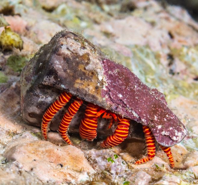 Live 6/4/26 Halloween Hermit Crab