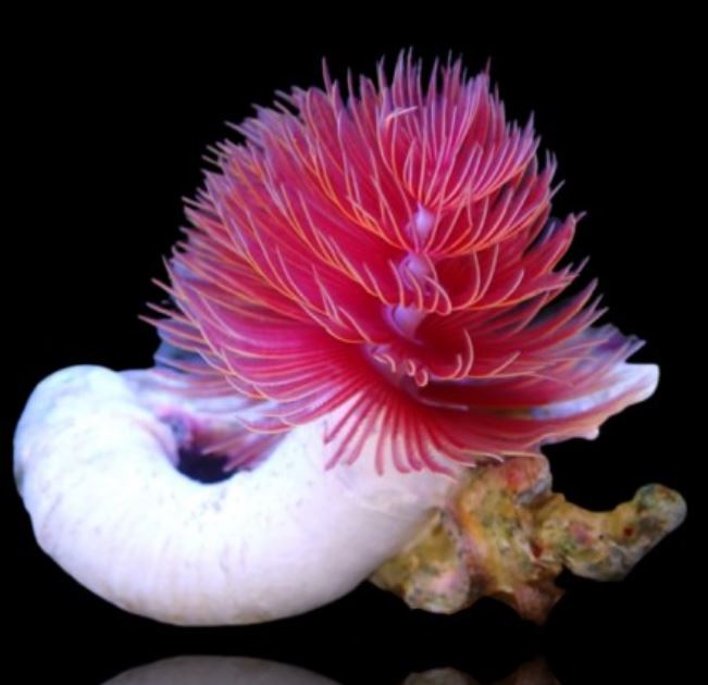 Live 6/4/26 Coco Worm Feather Duster