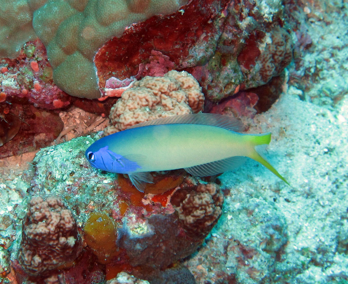 Tilefish Blue Jaw Goby