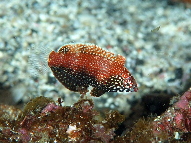 Leopard Black Wrasse :: Eastern Asia