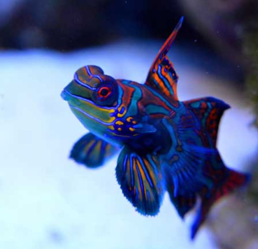Live 6/4/26 Green Mandarin Dragonet