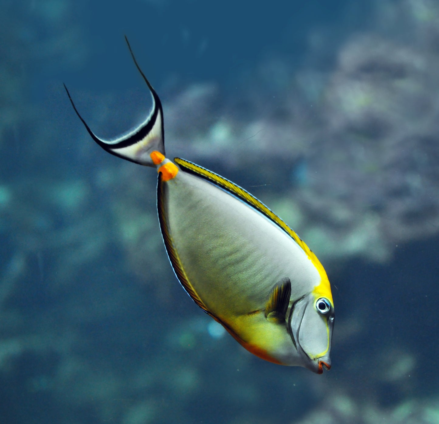 Naso Blonde Tang