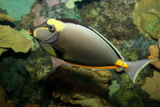 Naso Tang :: Central Pacific