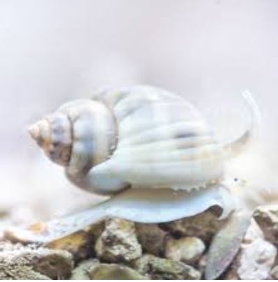 Sm Nassarius Snail