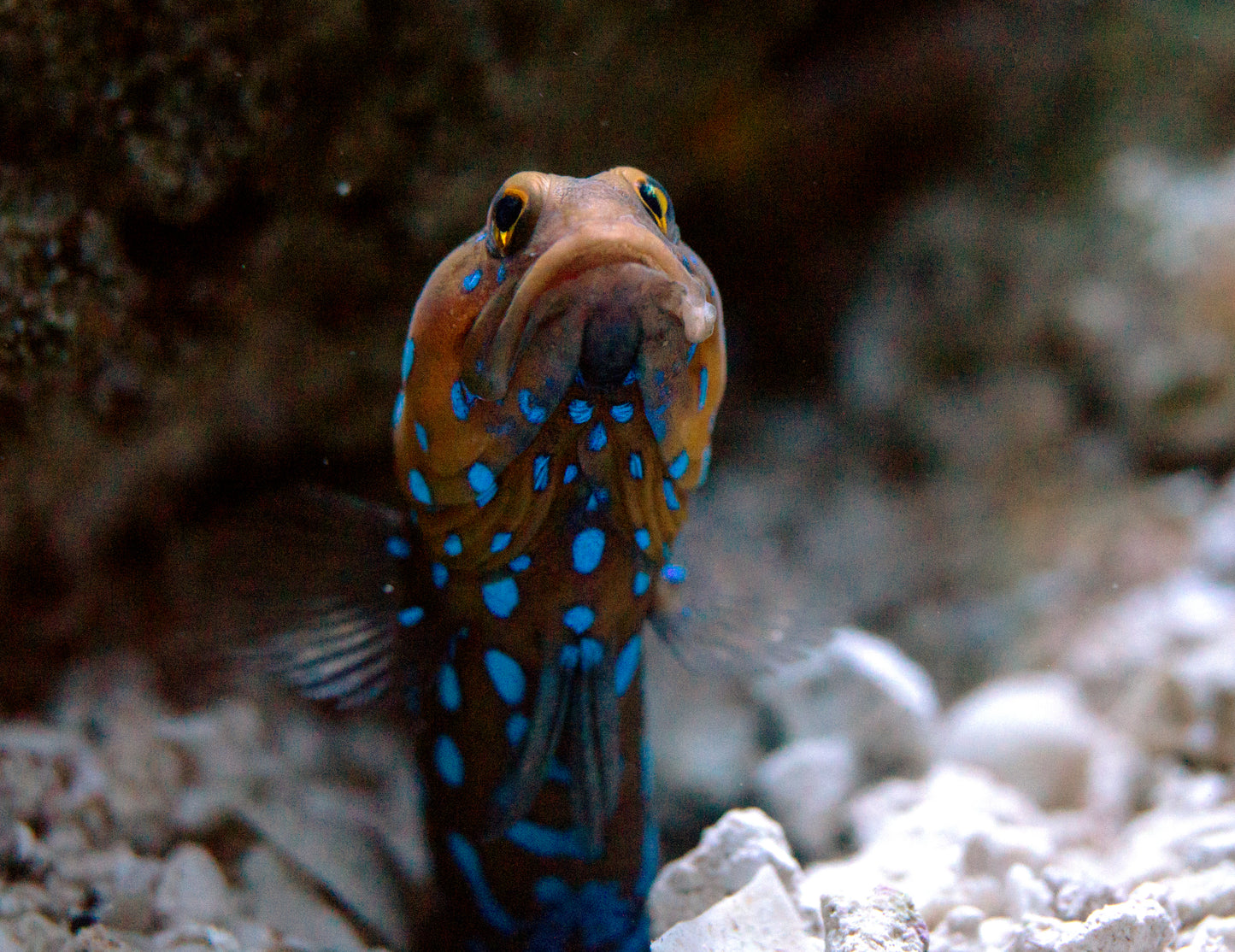Jawfish Blue Dot Goby