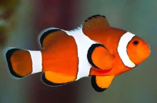 Ocellaris Clownfish
