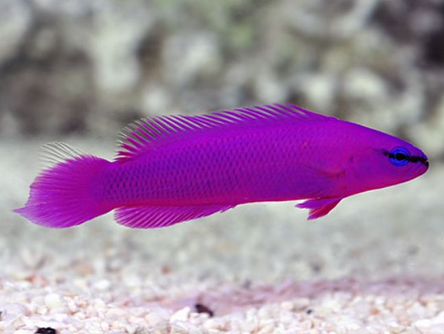 Orchid Dottyback