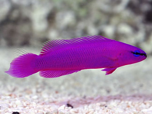 Orchid Dottyback