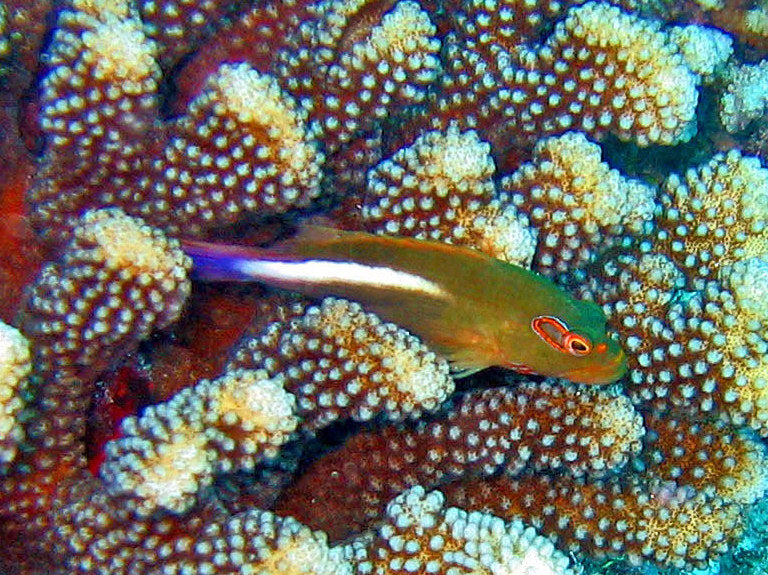 LIVE 4/24/25 Arc Eye Hawkfish :: Eastern Asia