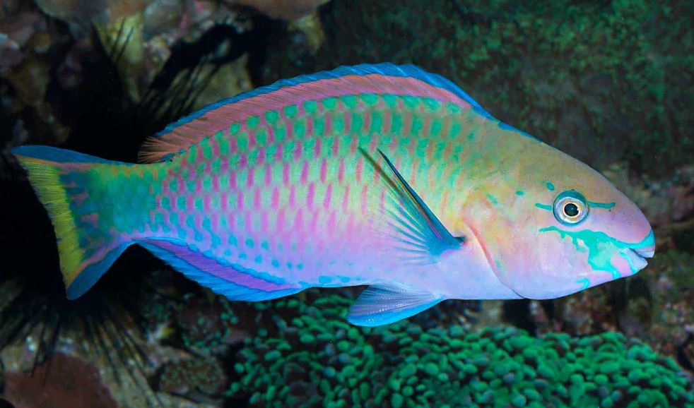 Quoy's Parrotfish