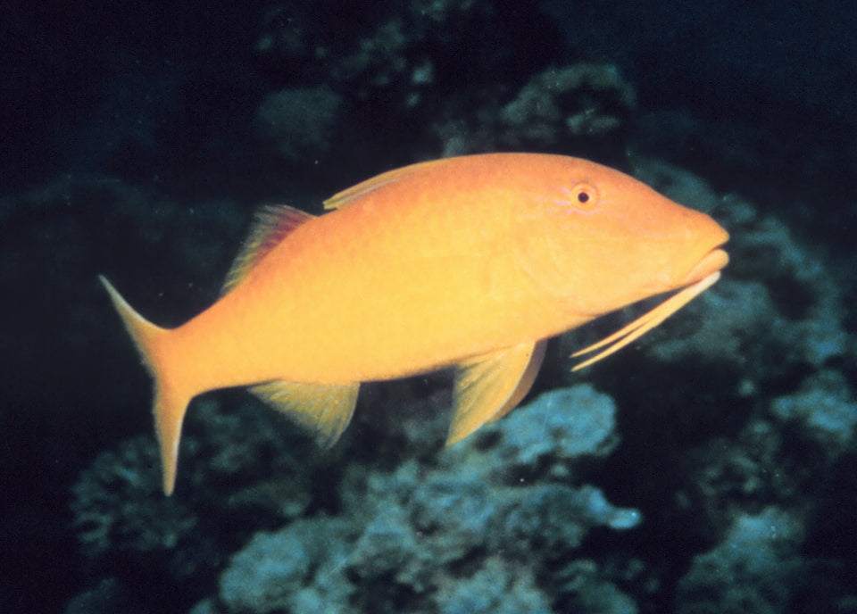 Yellow Goatfish
