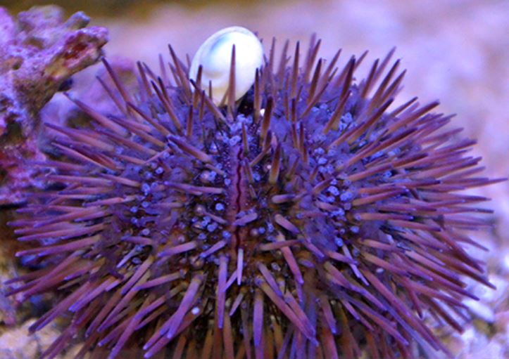 Live 4/23/26 *Pincushion Urchin