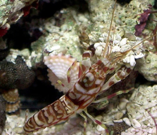 Live  7/23/26 Tiger Pistol Shrimp