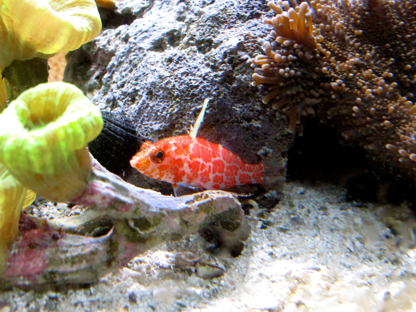 Highfin Perchlet Anthias