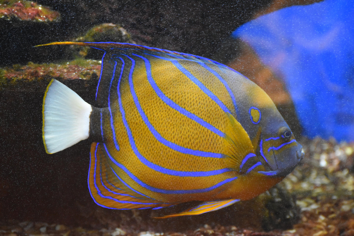 Annularis Adult Angel :: Eastern Asia