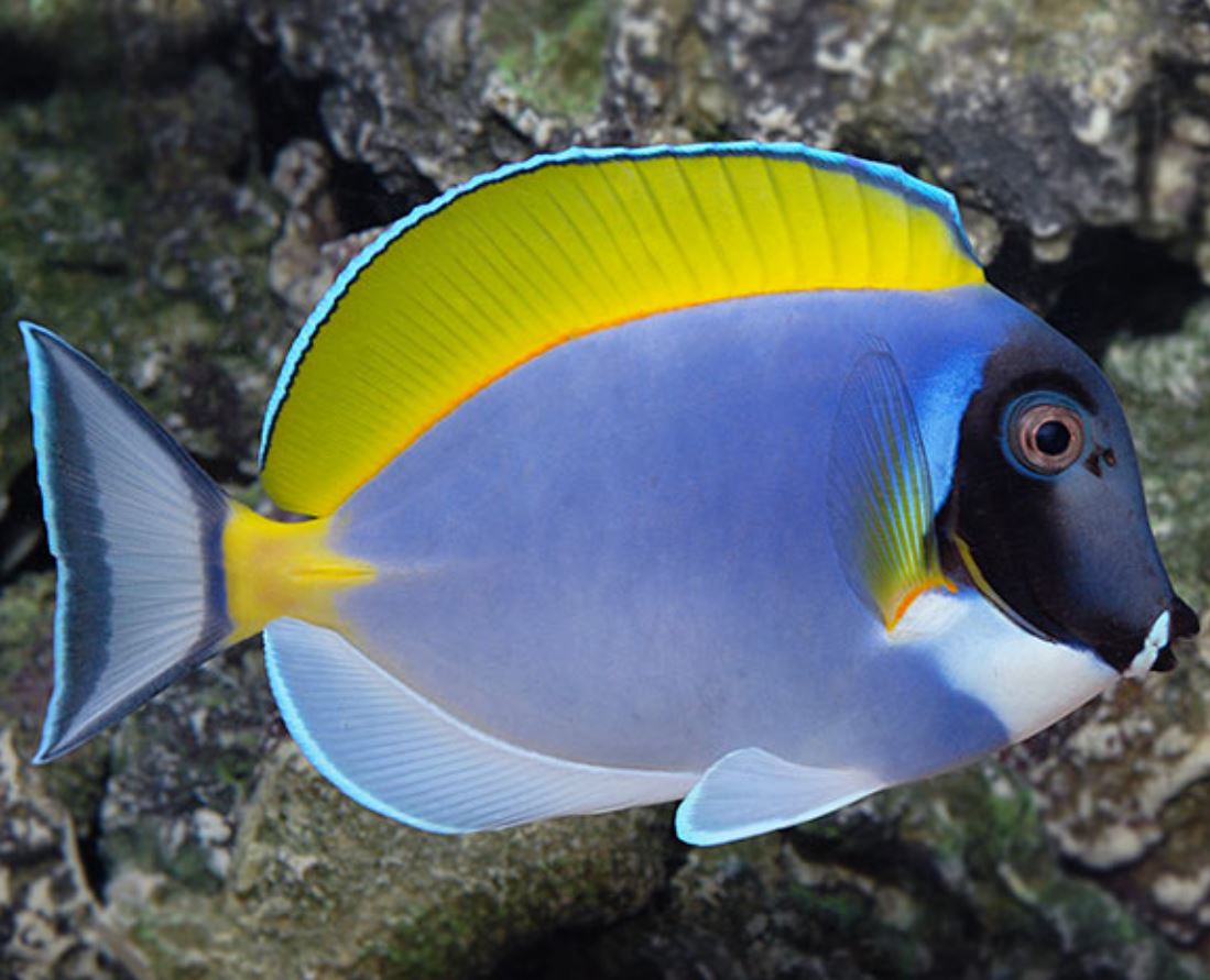 Powder Blue Tang