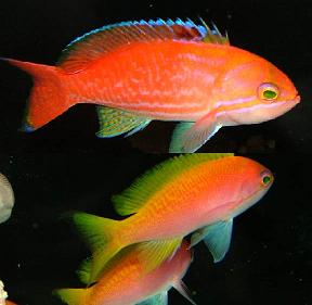 Two-spot Basslet Anthias