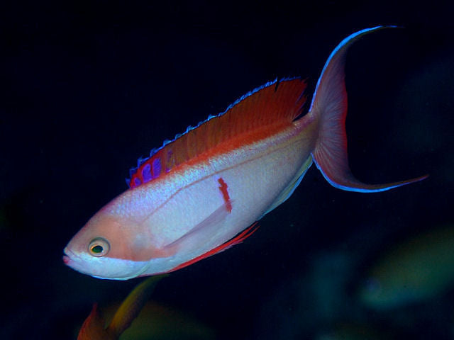 Cooper's Fairy Anthias :: Africa / Red Sea