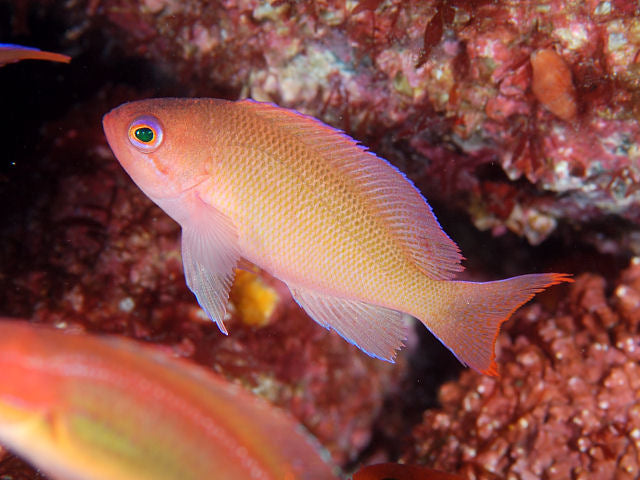 Stocky Anthias