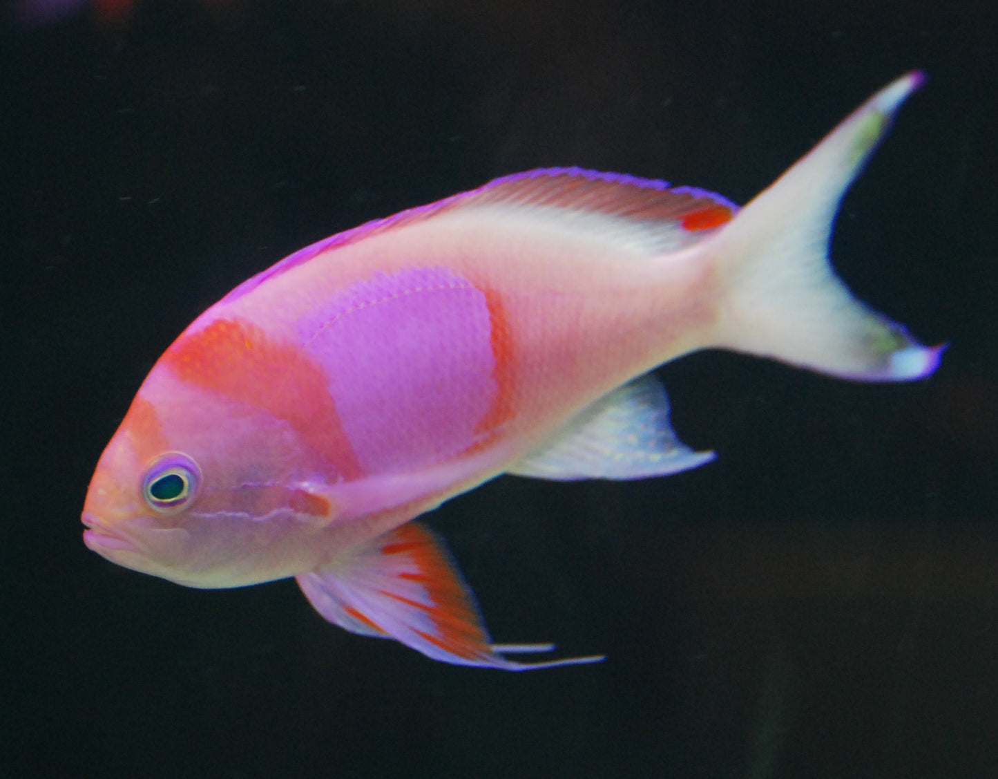 Squareback Male Anthias