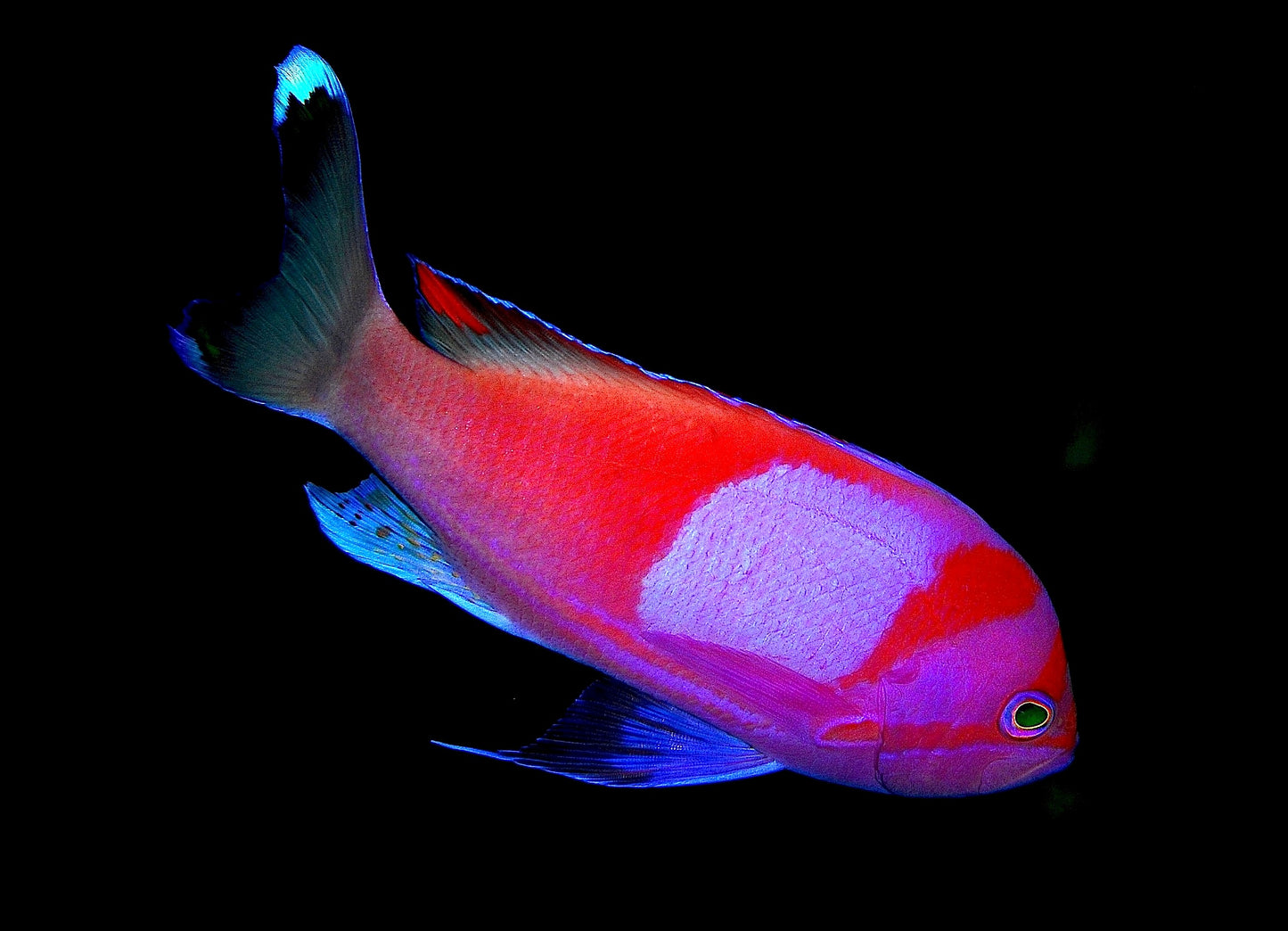 Squareback Male Anthias