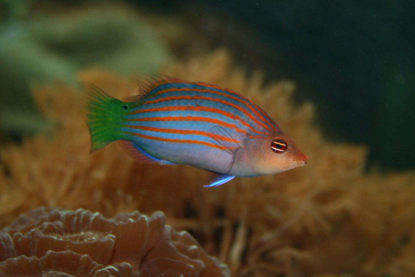Six Line Wrasse MAC Certified